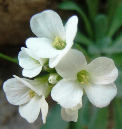 Arabis collina